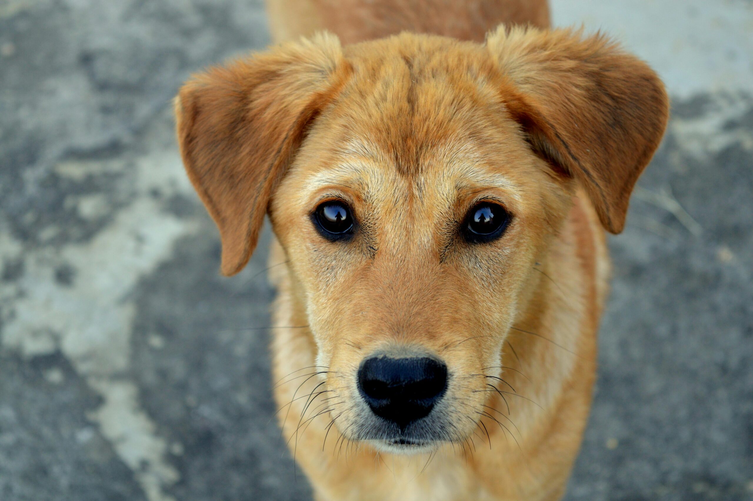 Dog looking out of a window
